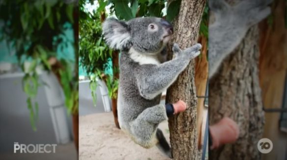 koala z proteza