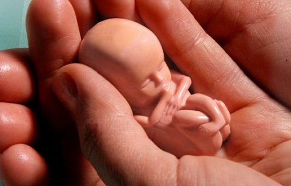 ludzkie embrion