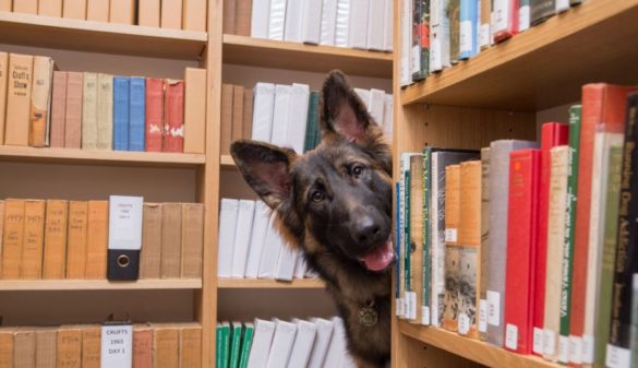 pies w bibliotece