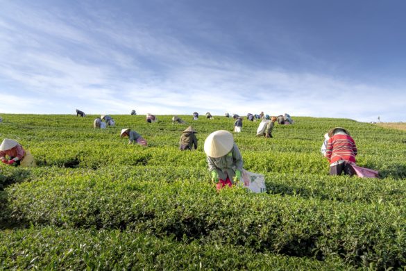 pola herbaciane w chinach