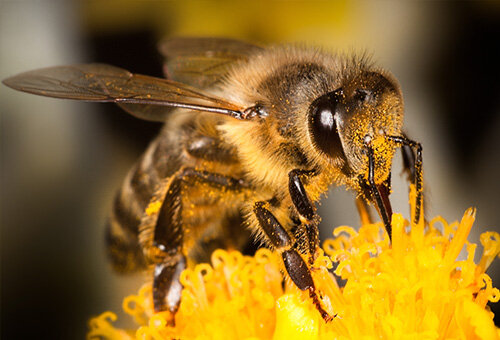 pszczoly w miescie